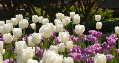 ER tulips